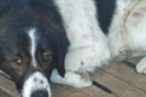 Revoltător! Un câine a fost bătut cu parul în scara unui bloc din Moldova Nouă! Suspectul – o bătrânică!