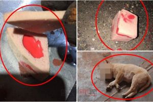 FOTO. Parizer cu otravă împrăştiat pe stradă! Au murit zeci de pisici şi căţei