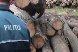 Razie a Poliţiei la firmele din domeniul silvic