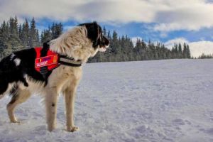 Echipaj din Gorj, la Stagiul Naţional de Formare a Unităţilor Canine de Intervenţie la Avalanşă