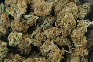Nouă captură de cannabis la Beiuş:  Doi tineri îşi aduceau droguri din Spania, prin firme de coletărie