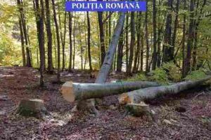 A tăiat, fără drept, trei arbori. Tânăr de 25 de ani, din comuna Cricău, cercetat de poliţişti
