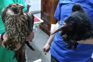 Bătălie aeriană între o cioară vitează şi un şoim în Dâmbu Pietros