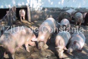 Zeci de focare de pesta porcina sunt in prezent in judetul Constanta. Cati proprietari din Constanta au fost despagubiti
