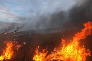 Zeci de hectare de vegetatie si stuf cuprinse de flacari in Delta Dunarii. De la ce a pornit incendiul si ce masuri pot fi luate