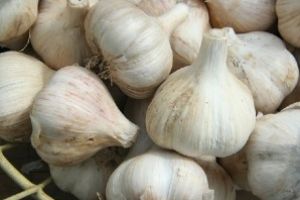 Guvernul a aprobat: Nou ajutor de minimis de 1.000 euro/ha pentru cultivatorii de usturoi