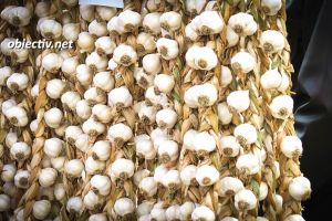 Cultivatorii de usturoi vor beneficia de sprijin începând din acest an