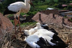Urmăreşte live berzele de la Dumbrăvioara şi o familie de vânturei roşii din Dâmbu Pietros