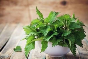 Urzica (Urtica dioica) – beneficii şi proprietăţi
