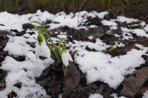 Mesaje de 1 martie, MĂRȚIȘOR haioase. SMS-uri şi felicitări pe care le poţi trimite celor dragi