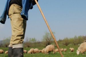 Cioban, bătut şi agresat sexual la o stână din Fundăţica