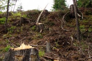 Noi dosare penale şi amenzi pentru tăierile ilegale de arbori