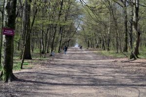 Primăria Sânmartin vrea să preia de la Romsilva pădurea din Felix, ca să o transforme în parc de aventură