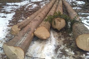 FOTO – Exploatare ilegală de material lemnos, în judeţul Braşov