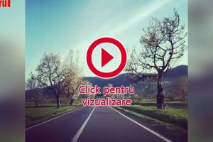 Explicaţii pentru tăierea a peste 100 de cireşi de pe marginea DN 2H Vicov-Putna, în ...
