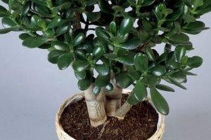 Trebuie să ai aceste plante ca să ai parte de bani
