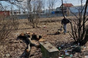 Au tăiat copacii din faţa blocului, pentru lemne de foc (Foto)