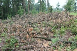 O pădure din România a fost defrişată peste noapte