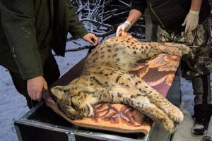 Râs capturat la Pralea, în proiectul european LIFE Lynx