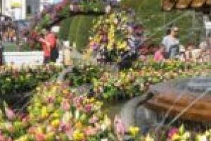 Autorităţile locale au stabilit regulamentul pentru comercianţii de flori de la festivalul TimFloralis. Ieri au început înscrierile!