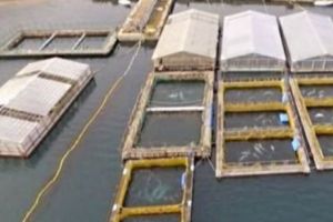 Şocant! Balene scoase la vânzare pe internet. Autorităţile sunt în alertă