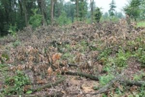 SOCANT! O pădure din Bujoreni a fost defrişată peste noapte