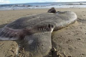FOTO Un peşte uriaş a eşuat pe o plajă din California