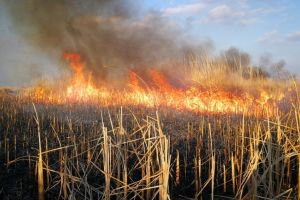 Incendiu de amploare in judetul Tulcea. Sute de hectare de vegetatie afectate. Pompierii, chemati in ajutor (galerie foto+video)