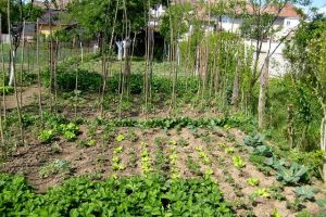 Perioada de vegetaţie, recoltare şi producţia potenţială a legumelor în grădina familială