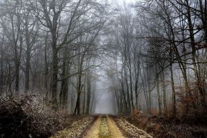 Finanţare pentru silvomediu, servicii climatice şi conservarea pădurilor