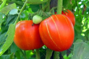 DÂMBOVIȚA: Locul I pe ţară la producţia de legume şi locul II, la fructe