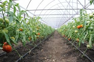Programul de sprijin pentru tomate continuă şi în 2019
