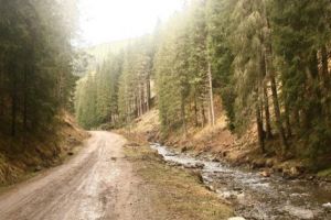 Milioane pentru drumurile forestiere din Argeş