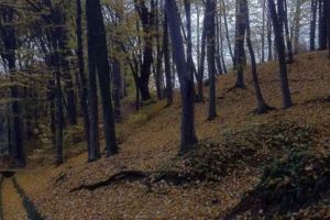 Piste de biciclete în pădurea Trivale?