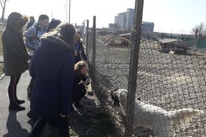 Elevi de la Școala Nicolae Bălcescu, în vizită la Adăpostul Grivei (FOTO)