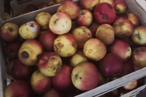 Mere stricate destinate elevilor din Bihor! Direcţia Agricolă a dispus retragerea a peste 3.000 kilograme de la livrare (FOTO)