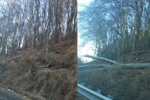 Cad (iar) copaci pe DN 7, în zona Săcămaş – Leşnic