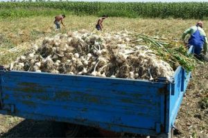 Fermierii au verde la ajutorul de minimis pentru producţia de usturoi