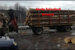 Sancţiuni de 343.000 de lei aplicate de Garda Forestieră Suceava