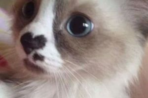 INIMIOARE, BLĂNIȚE ȘI PUFOȘI. Galeria foto care îşi va face ziua mai FRUMOASĂ. Foto