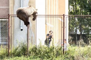 Măsuri pentru prevenirea prezenţei urşilor în zona spitalului judeţean