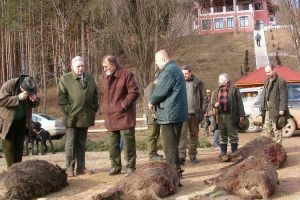Pesta porcină africană a ajuns şi pe domeniul lui Ţiriac de la Balc. S-au găsit mistreţi răpuşi de boală