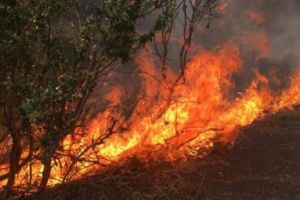APEL al pompierilor ISU Prahova! Incendiile de vegetatie uscata au devenit un real pericol!