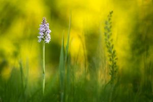 Vinariţa, “Viagra românească”, din plafarele româneşti! Remedii naturiste pentru infertilitate, impotenţă şi frigiditate