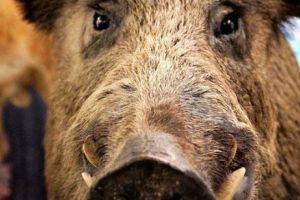 Lovitură grea pentru Ion Țiriac  Pesta porcină s-a extins şi pe domeniul său de vânătoare 
