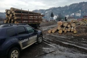 Sancţiuni de 343.000 de lei aplicate de Garda Forestieră Suceava într-o săptămână