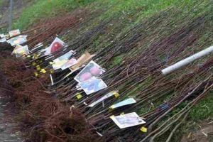În Alba, o mică afacere, în curs de a deveni prima fermă pomicolă certificată ecologic din România