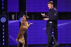 VIDEO. Câinele – actor ce a jucat la Satu Mare a impresionat o ţară întreagă