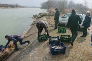 Populare pe Lacul Bacău