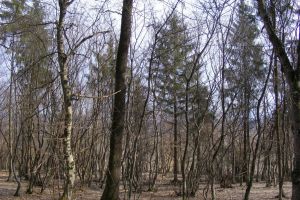 După ani lungi de procese, urmaşii grănicerilor din Rusu Bârgăului şi-au câştigat în instanţă pădurile